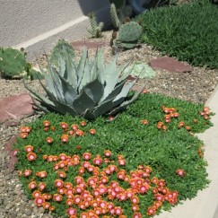 IMG_7283.JPG